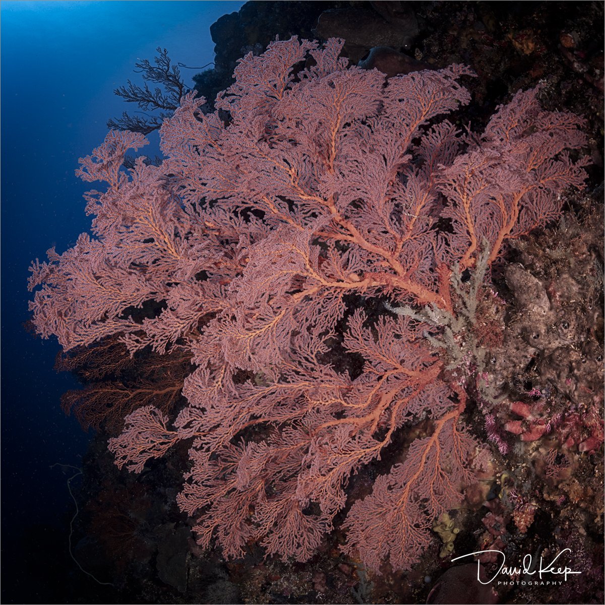 Gorgonian Sea Fan