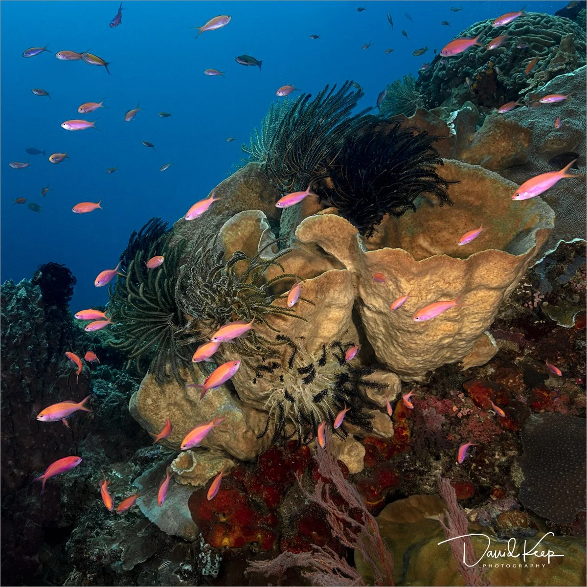 Pink Anthias above Barrel Sponge and Feather Stars