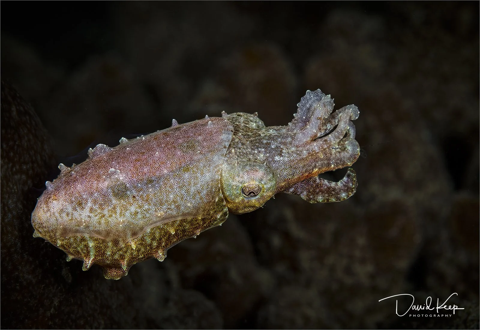 Baby Dwarf Cuttlefish