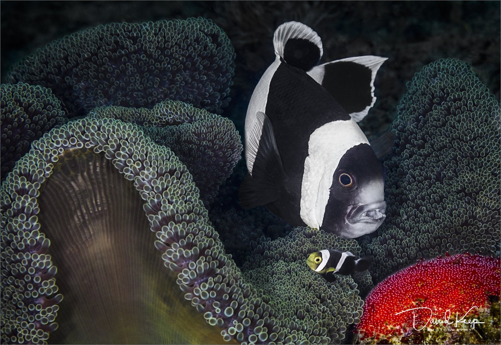 Saddleback Clownfish with eggs