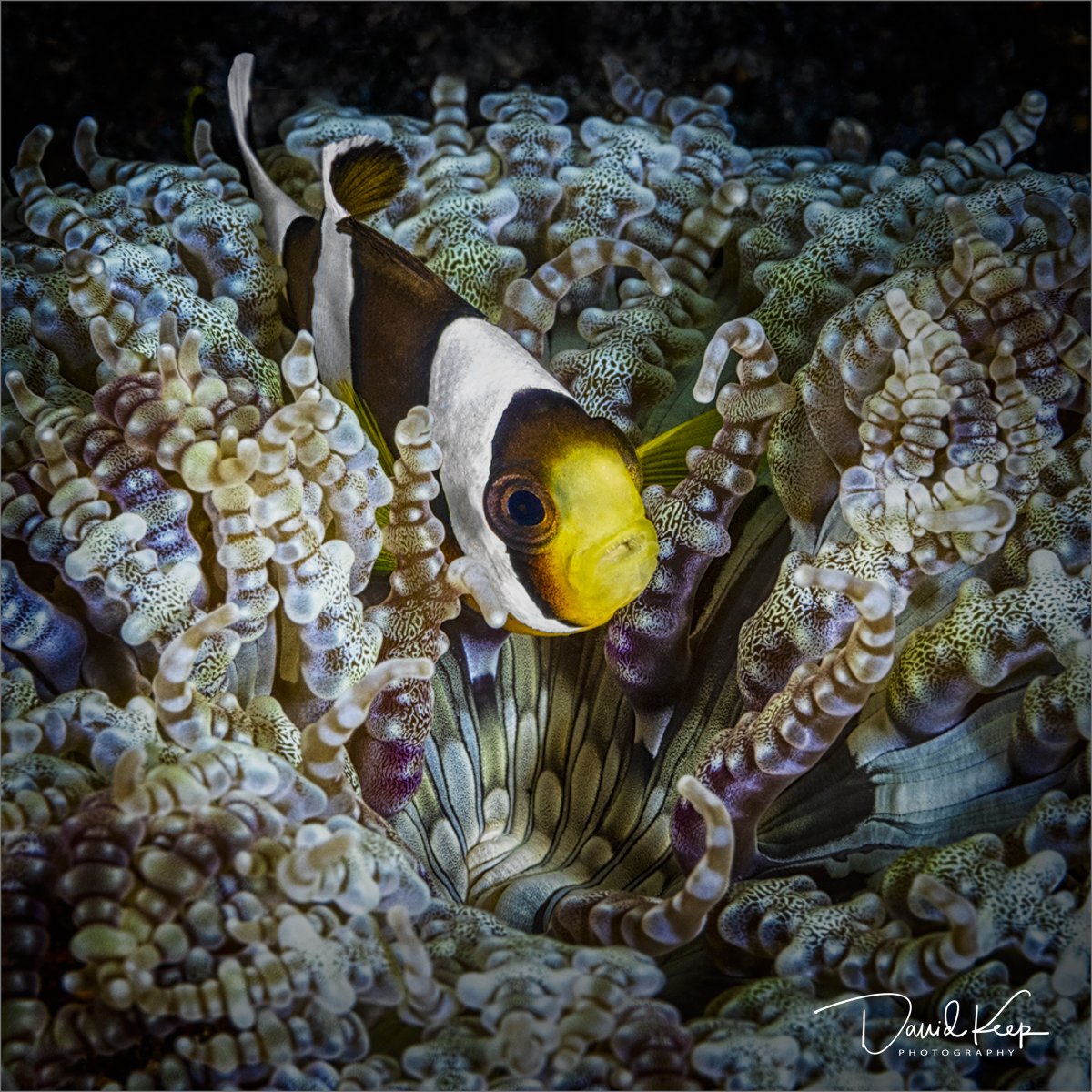 Clark's anemonefish
