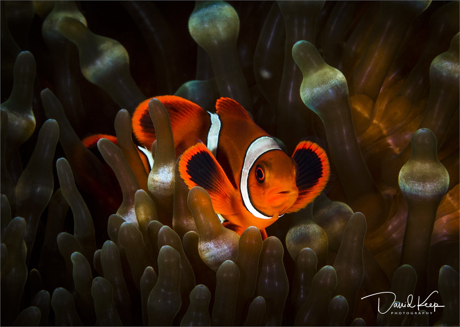 Common Clownfish