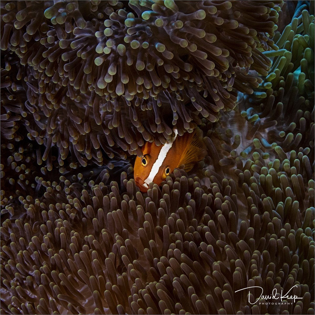 Orange Skunk Clownfish