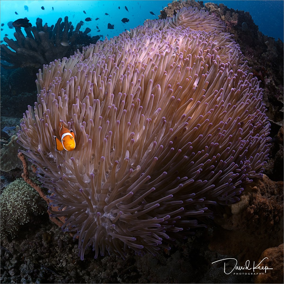  Common Clownfish