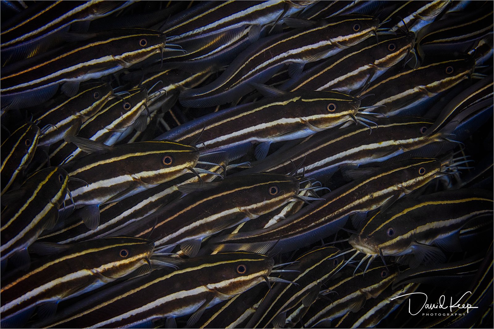 Striped Catfish