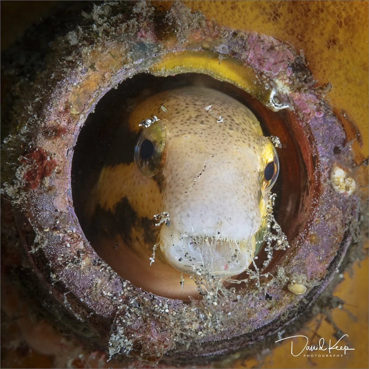 Blenny