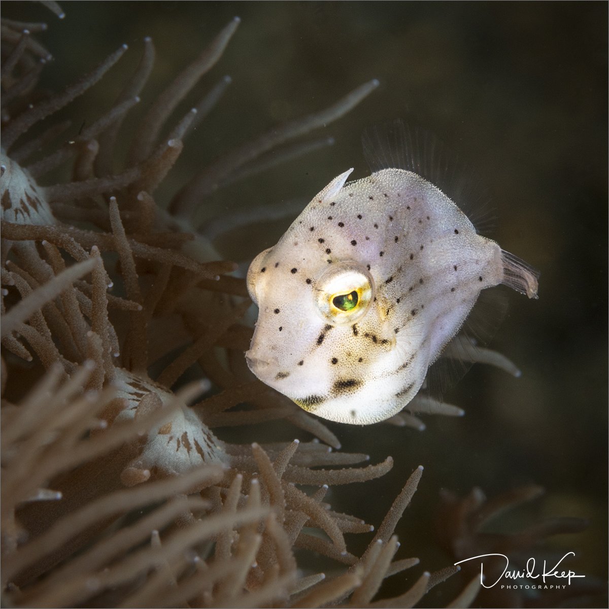 White Filefish