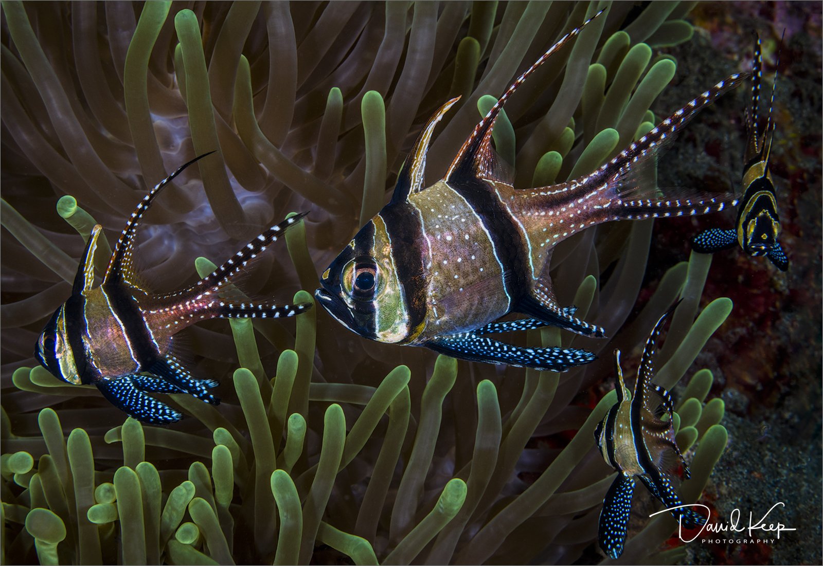 Banggai Cardinalfish