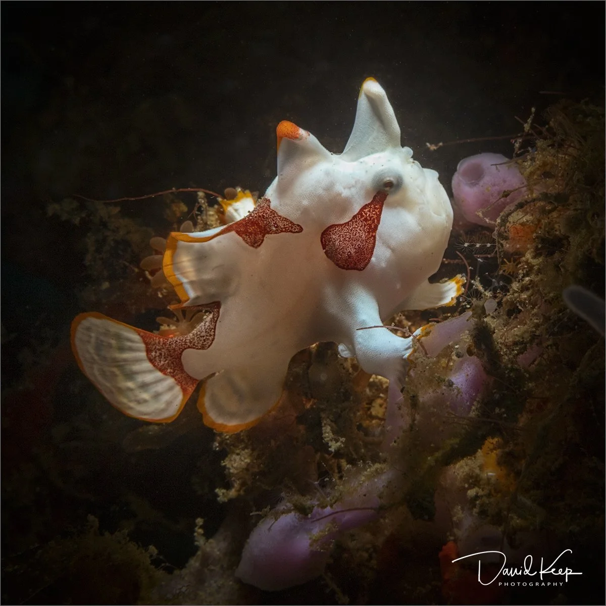 Juvenile Warty (Clown) Frogfish
