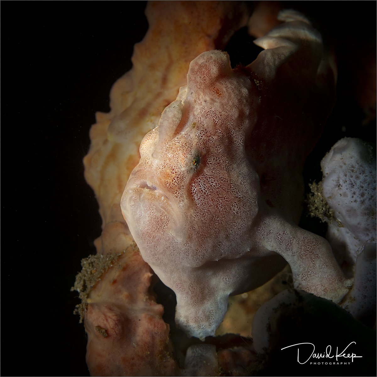 Giant Frogfish