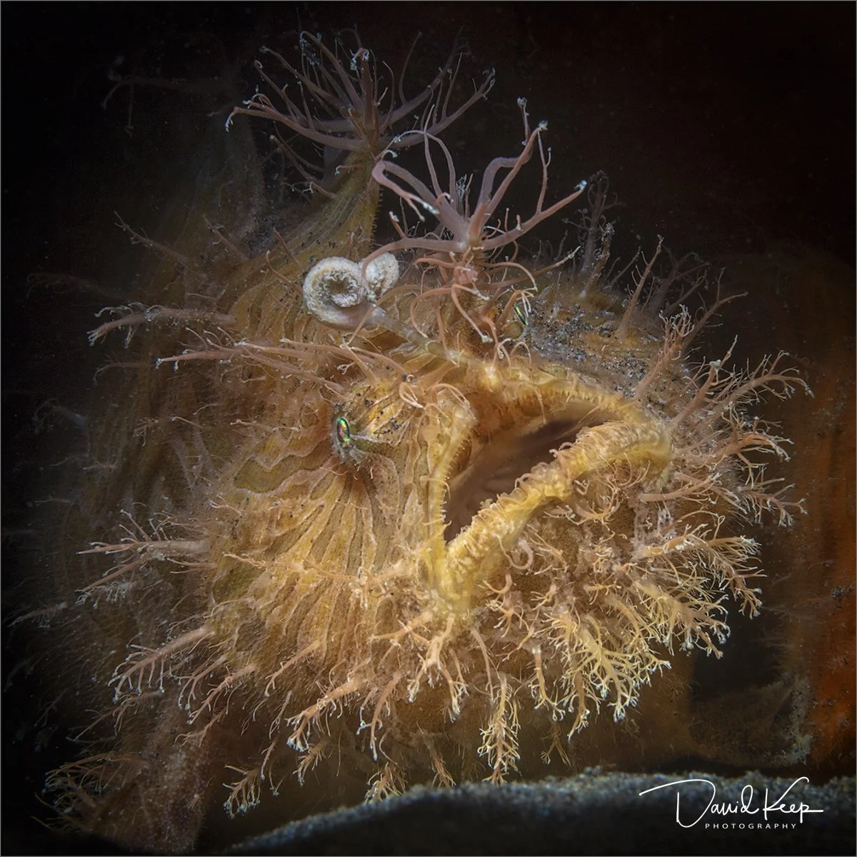  Hairy Frogfish