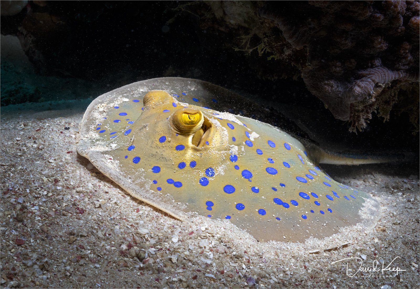 Blue Spotted Ribbontail Ray