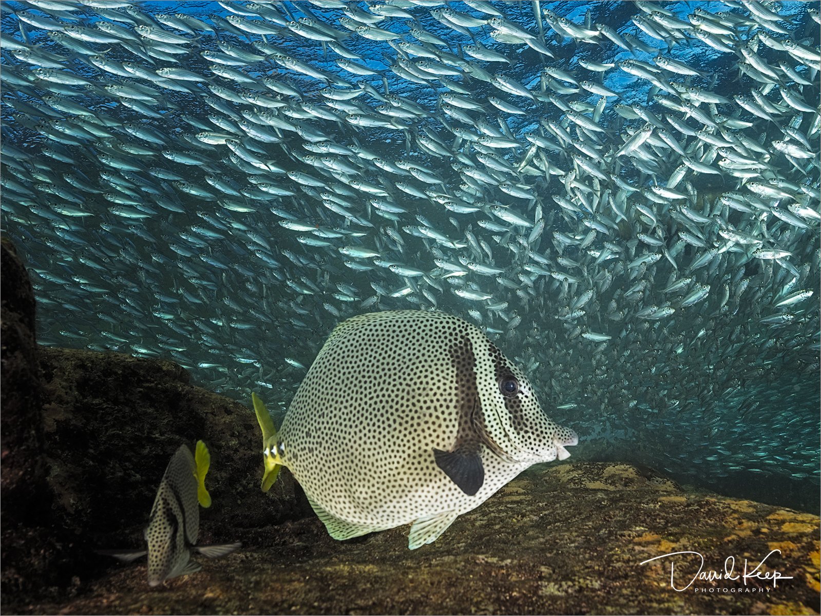 Yellowtail Surgeonfish