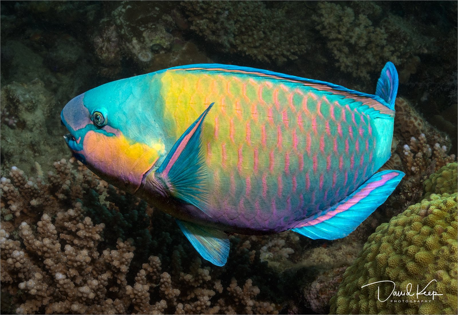 Daisy Parrotfish