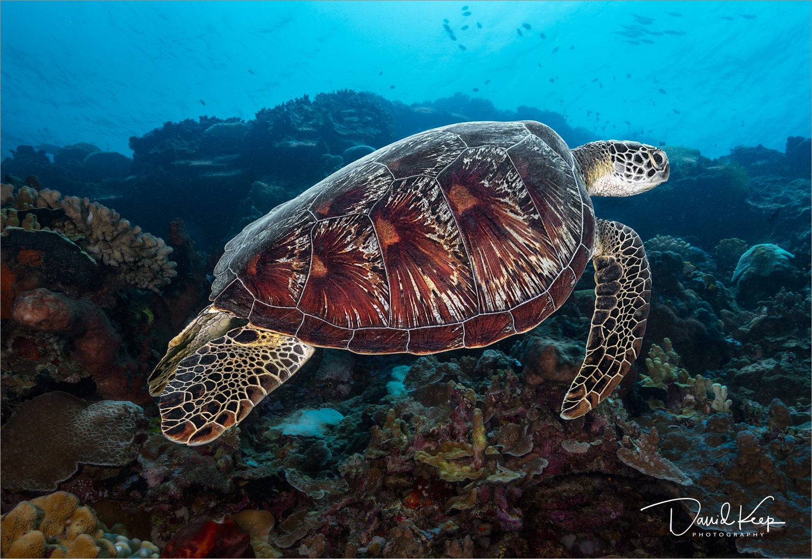 Green Turtle