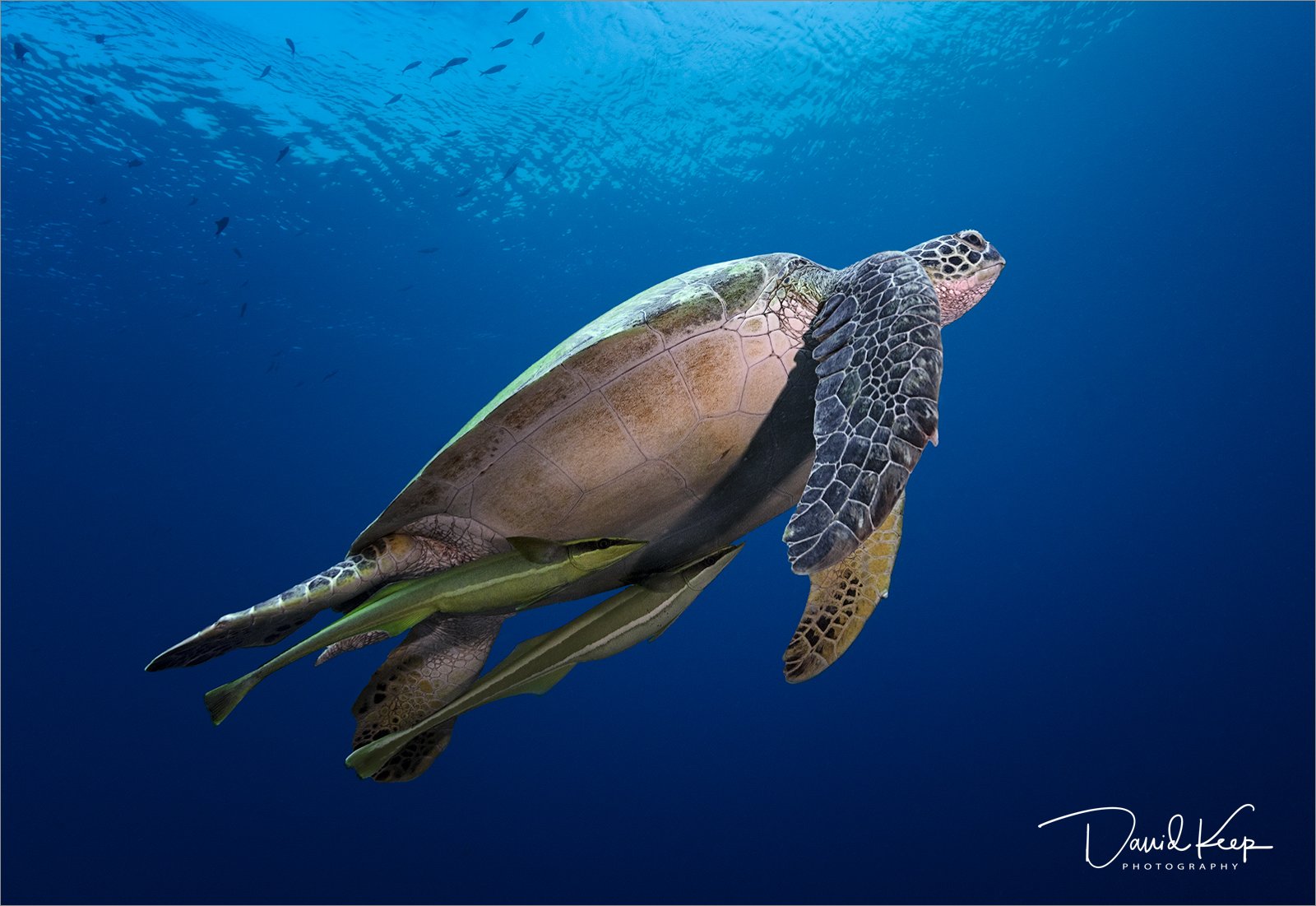 Green Turtle Surfacing for Breath.