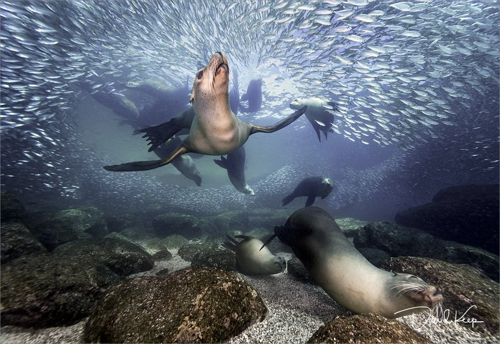 Sea Lion Grand Entrance