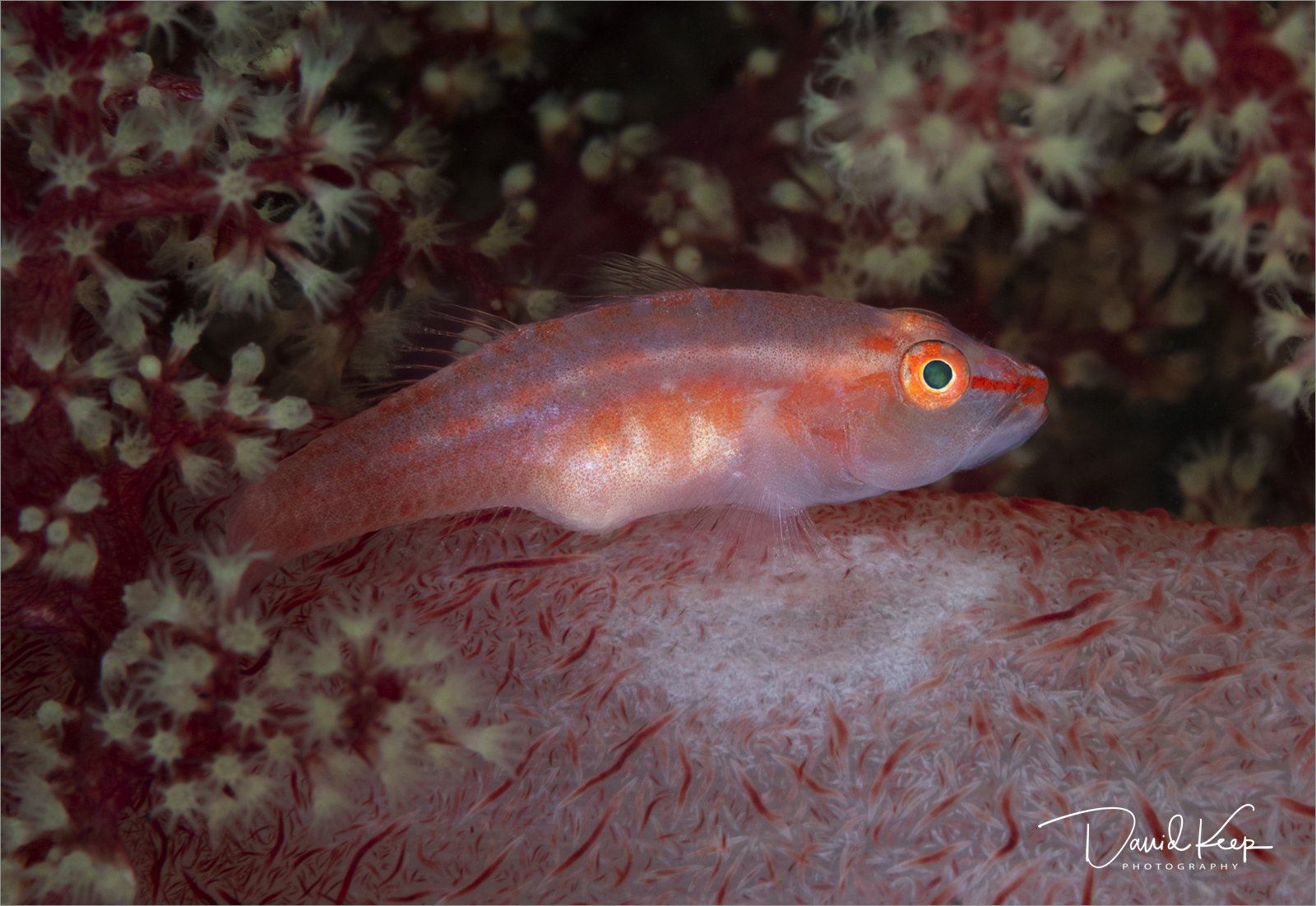 Common Ghost Goby