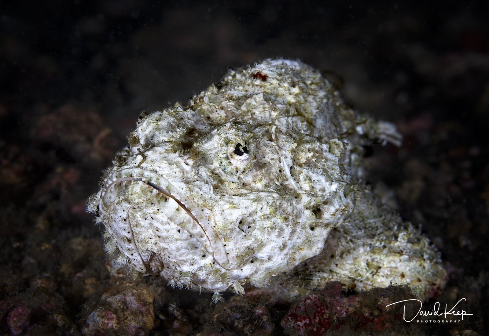 Devil Scorpionfish