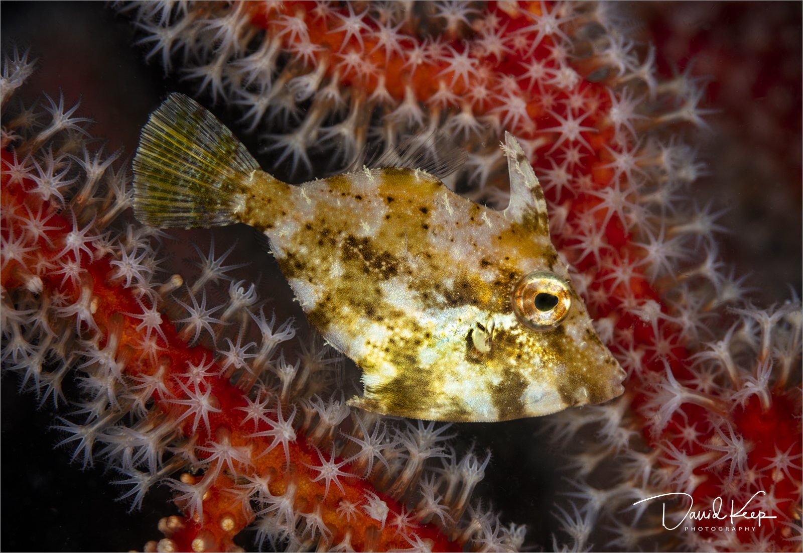 Seagrass Filefish