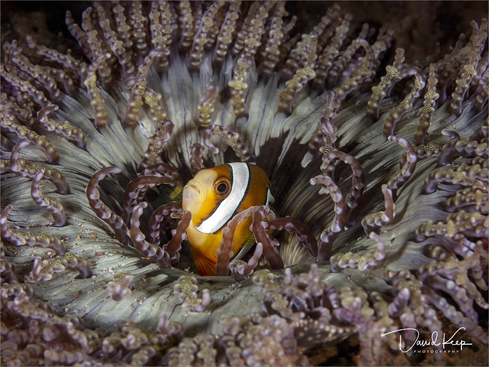 Common Clownfish