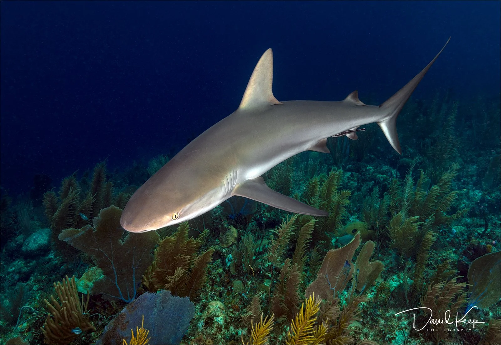 Caribbean Reef Shark