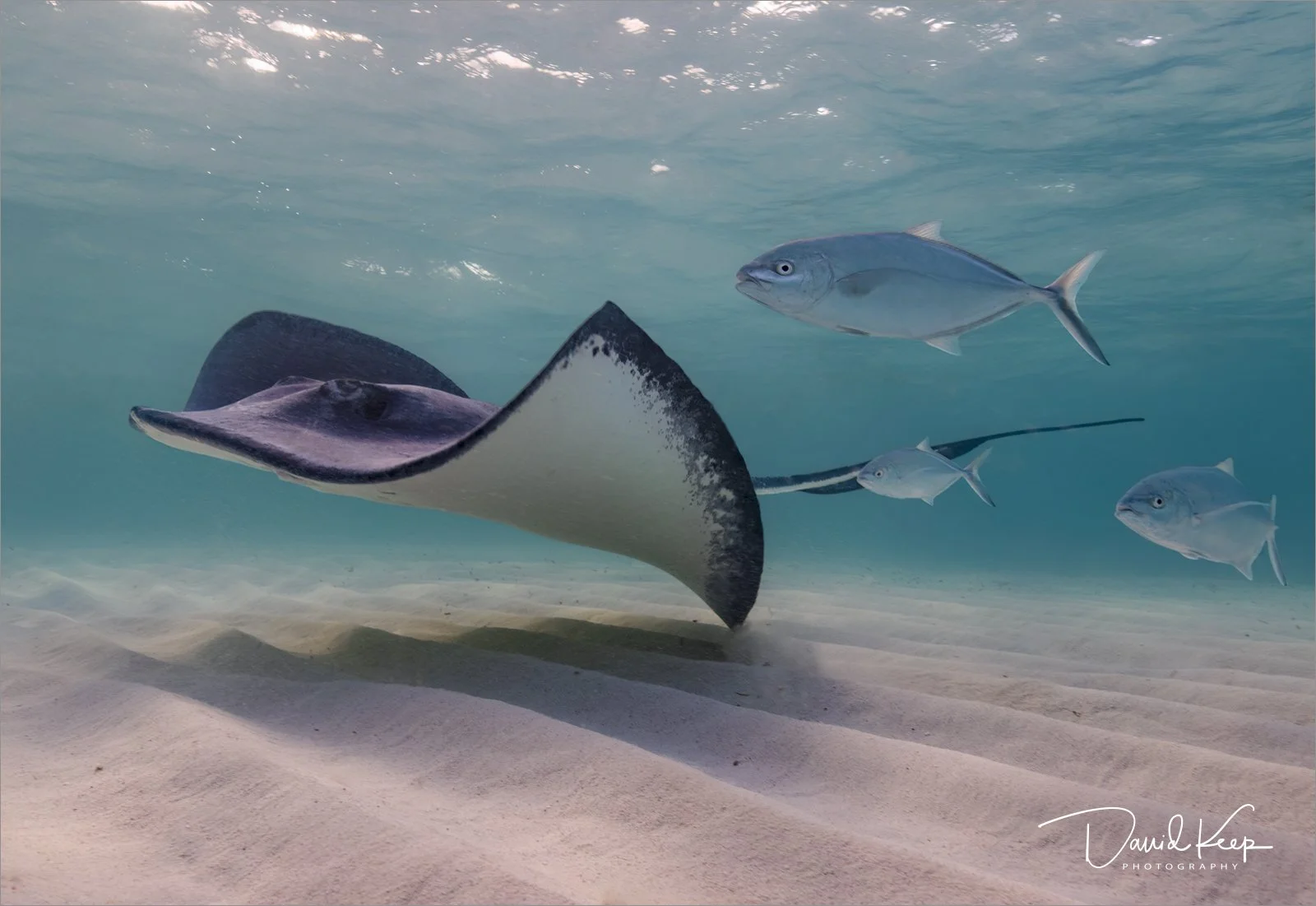 Southern Stingray