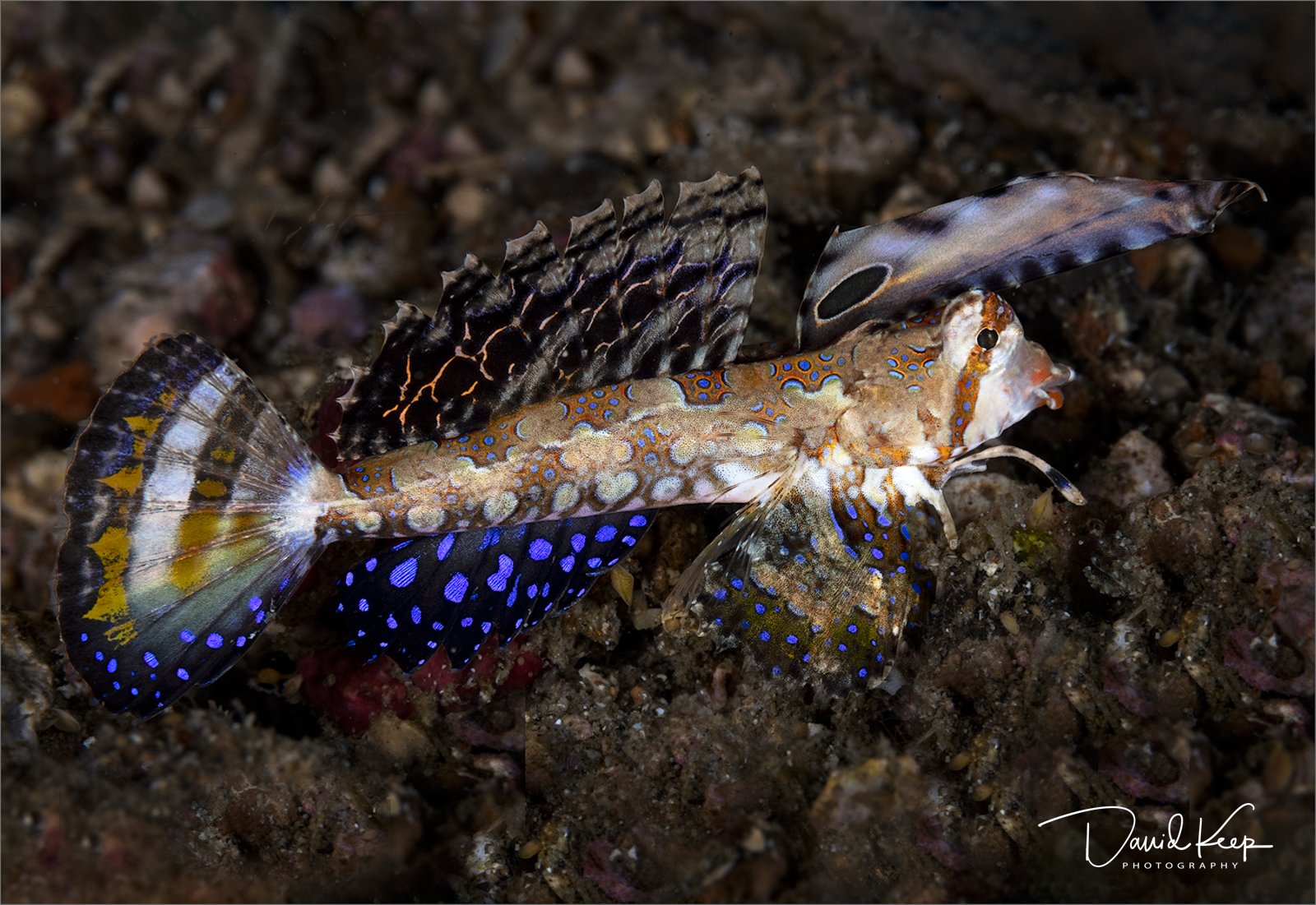 Orange & Black Dragonet