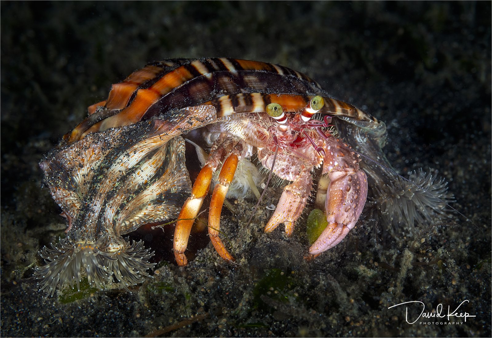 Jewelled Anemone Hermit Crab