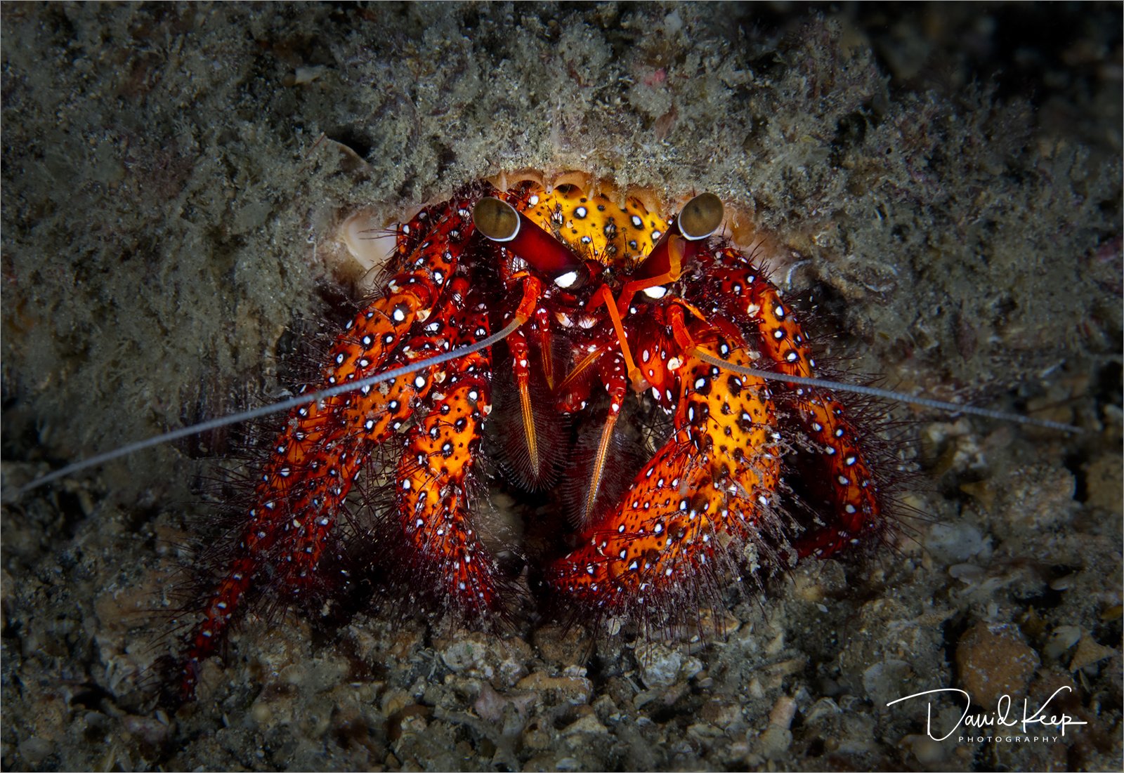 Giant Spotted Hermit Crab