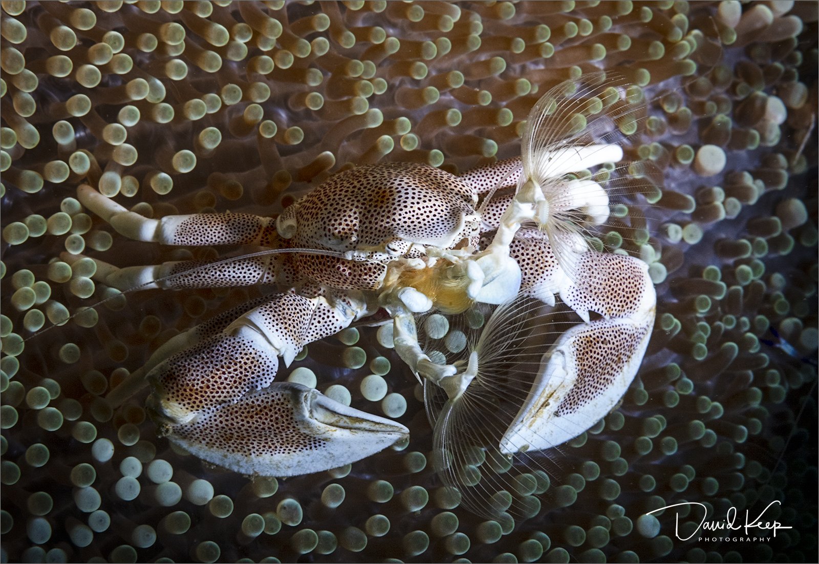 Porcelain Crab