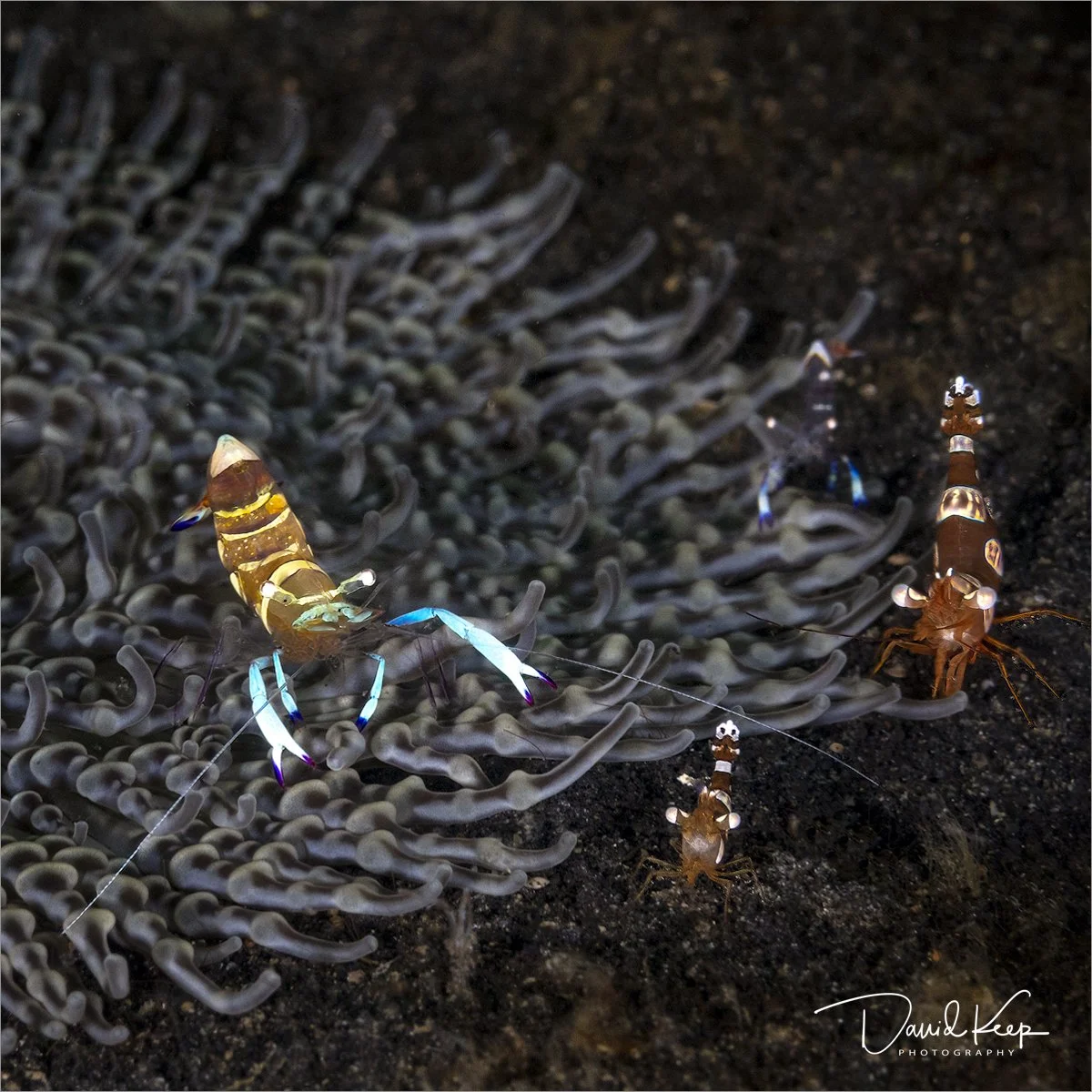 Anemone Shrimps