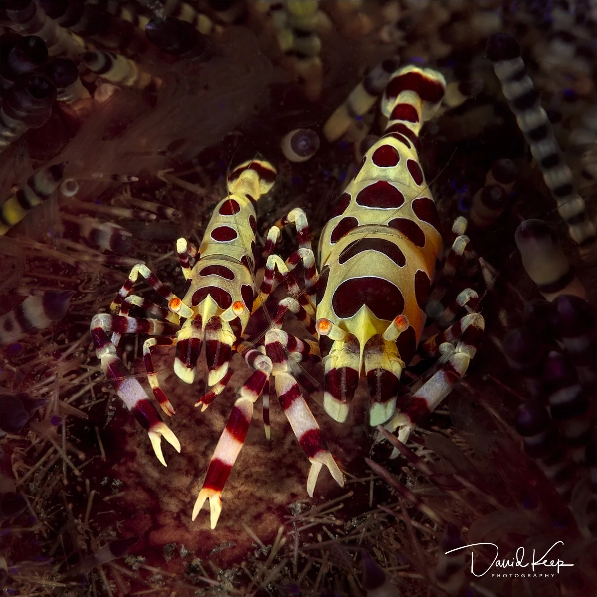 Coleman Shrimp