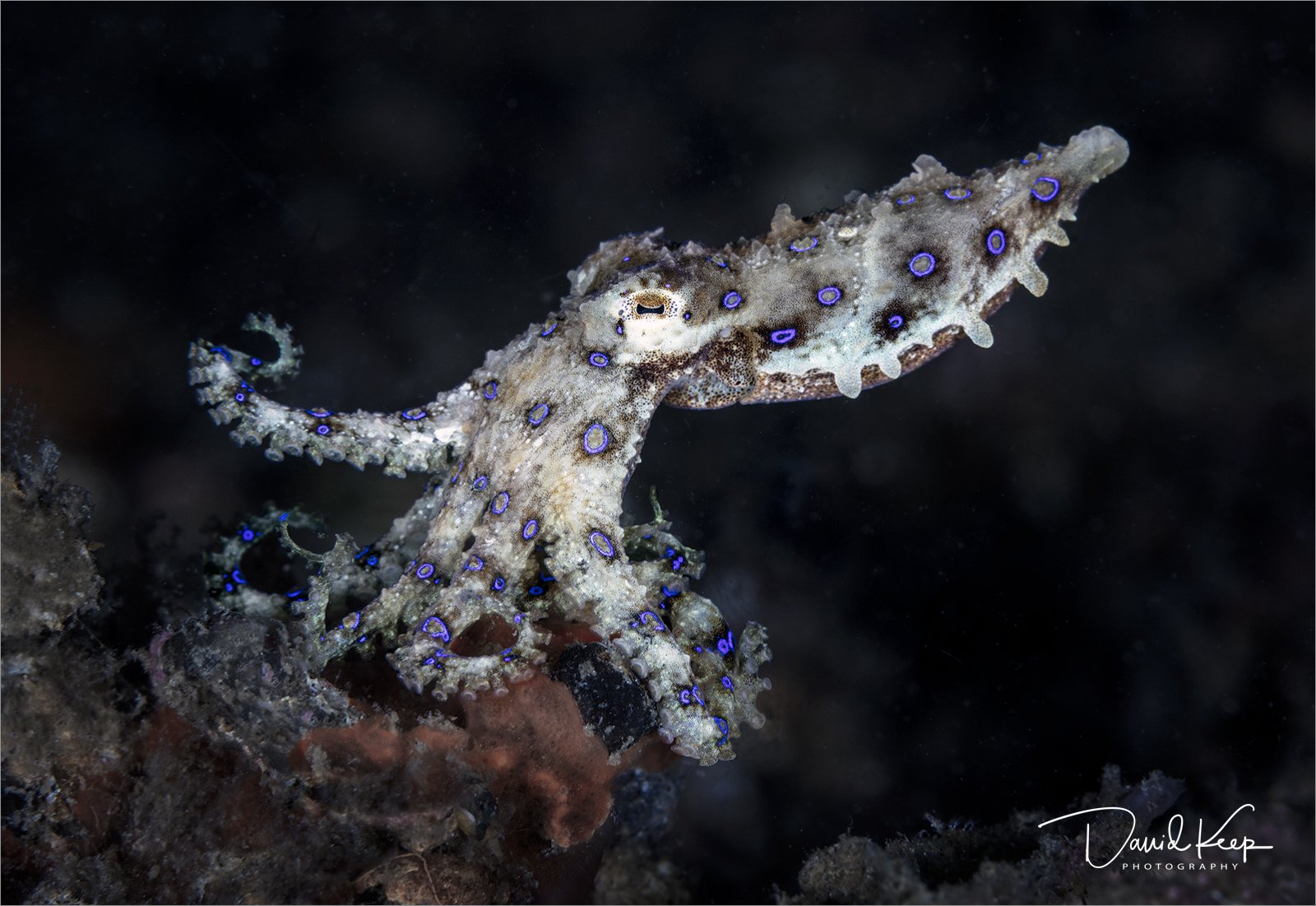 Blue Ringed Octopus