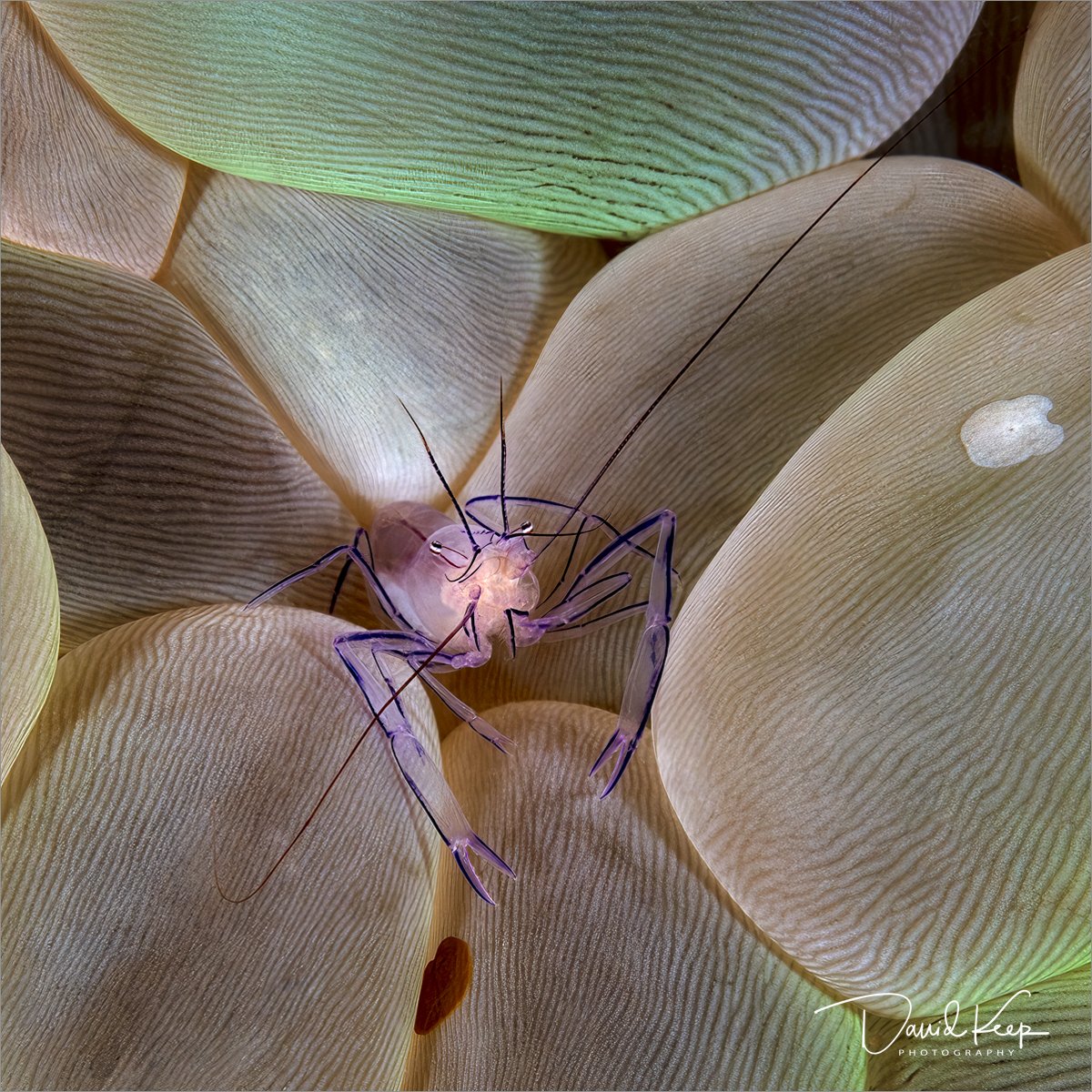 Bubble Coral Shrimp