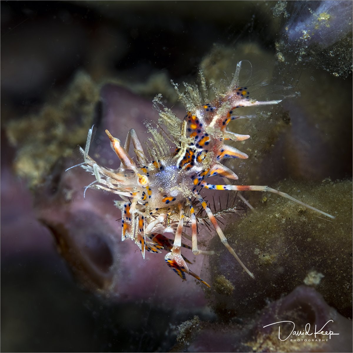 Spiny Tiger Shrimp