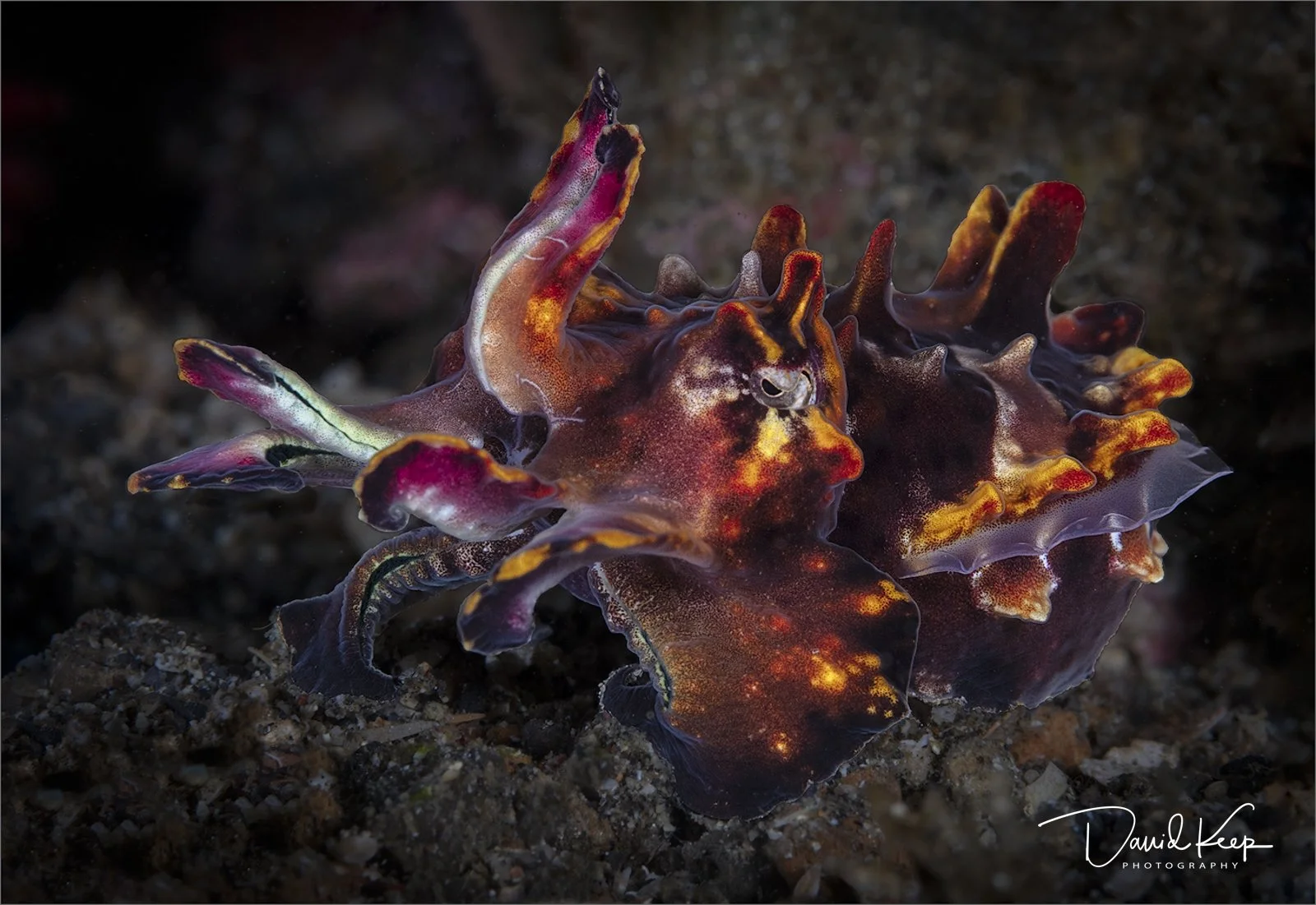 Flamboyant Cuttlefish