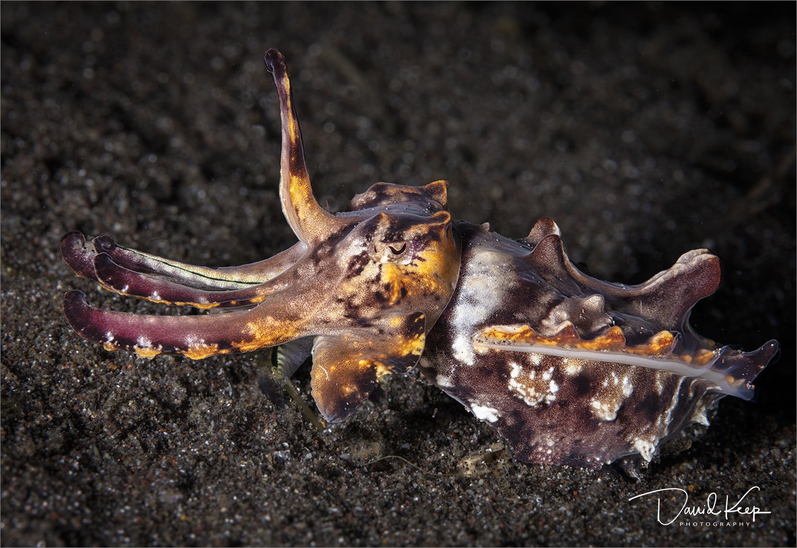 Flamboyant Cuttlefish