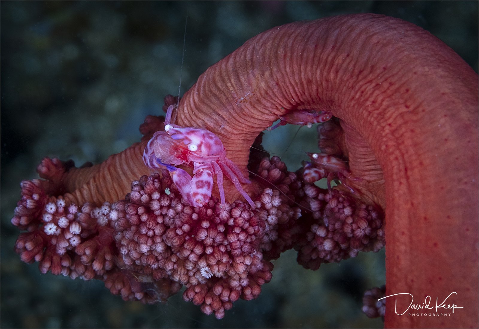 Soft Coral Porcelain Crab