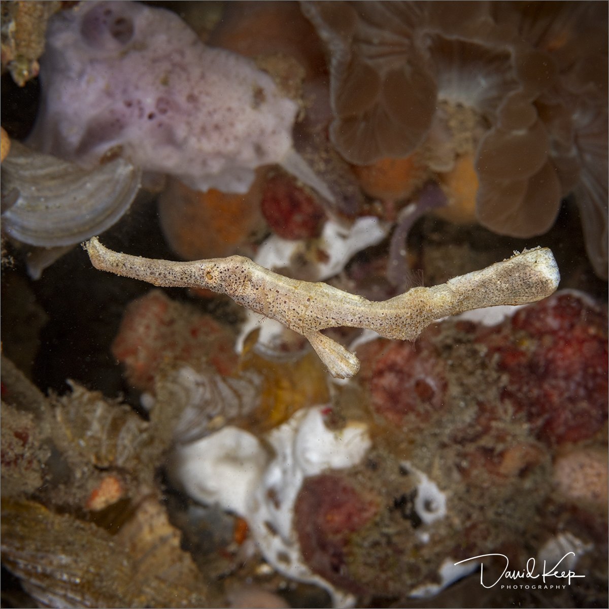 White Velvet Ghost Pipefish