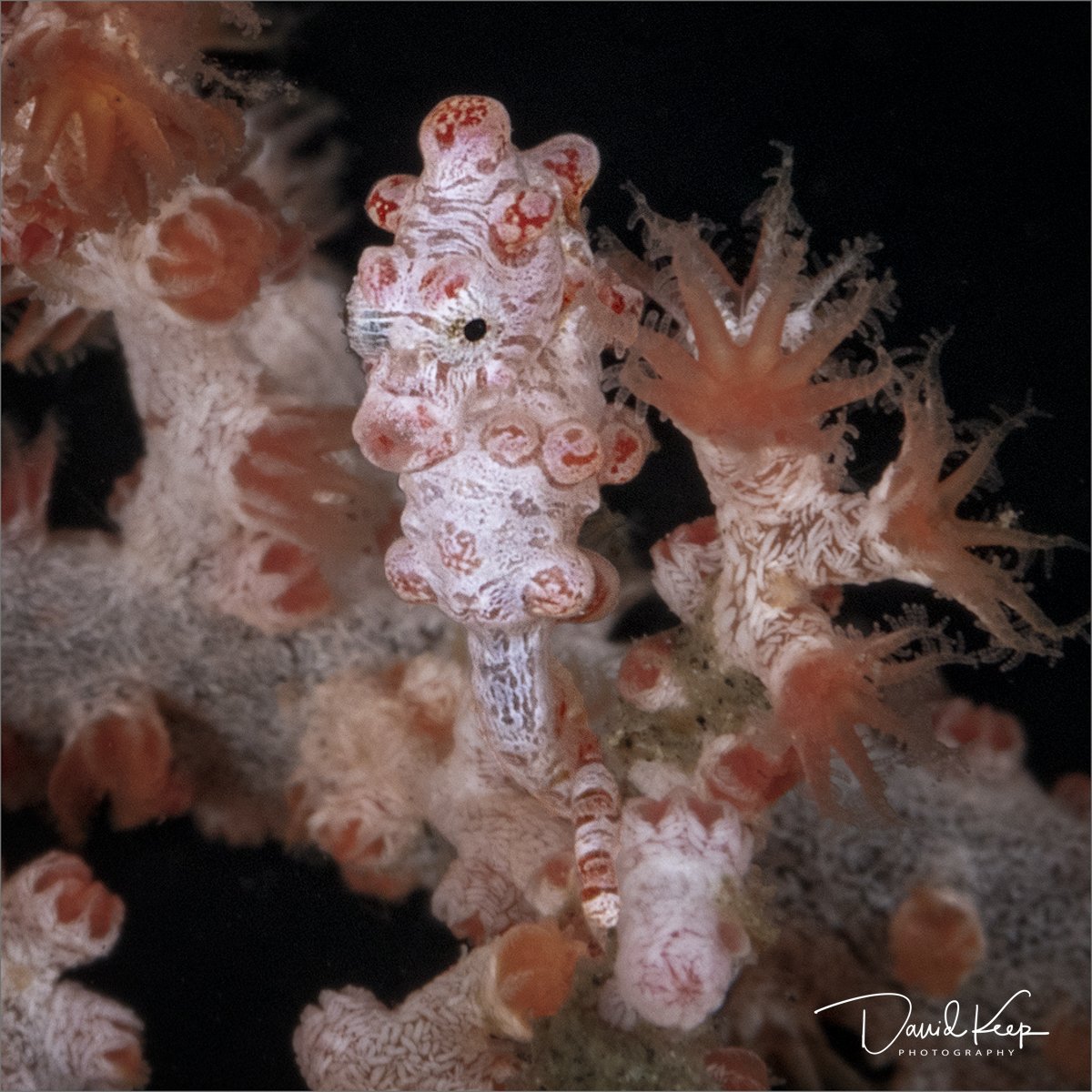 Bargibant’s Pygmy Seahorse