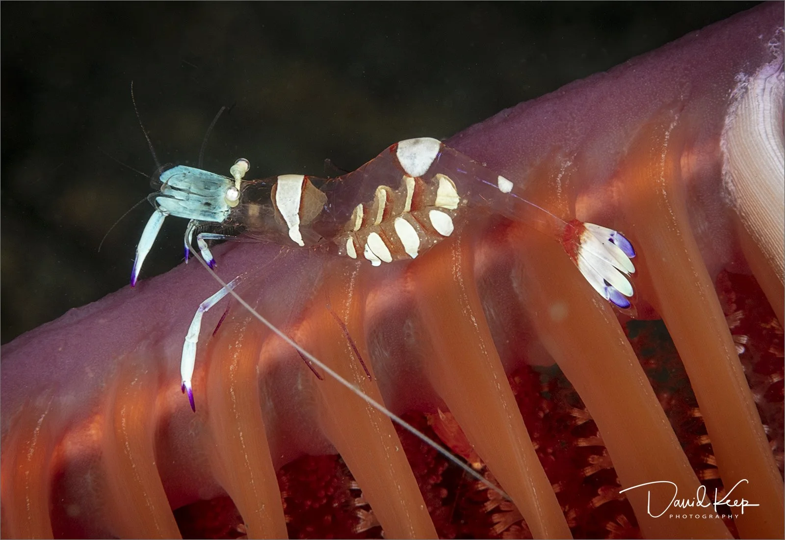 Magnificent Partner Shrimp