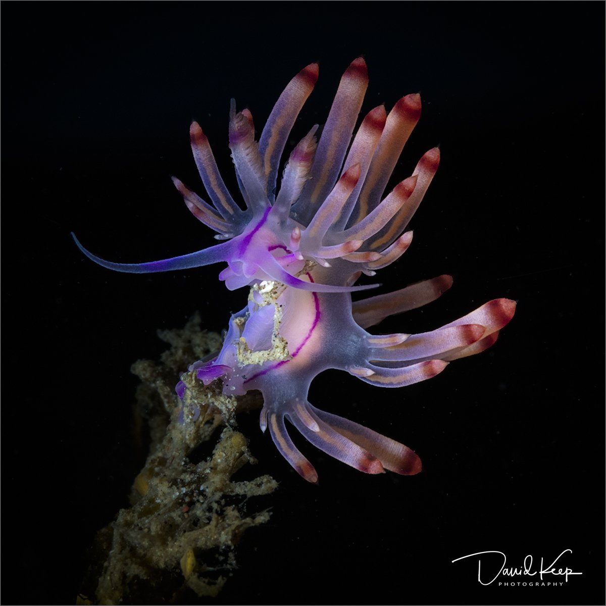 Flabellina