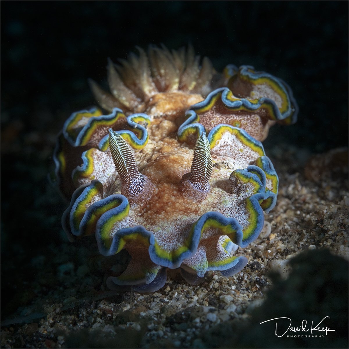 Nudibranch (Glossodoris cincta)