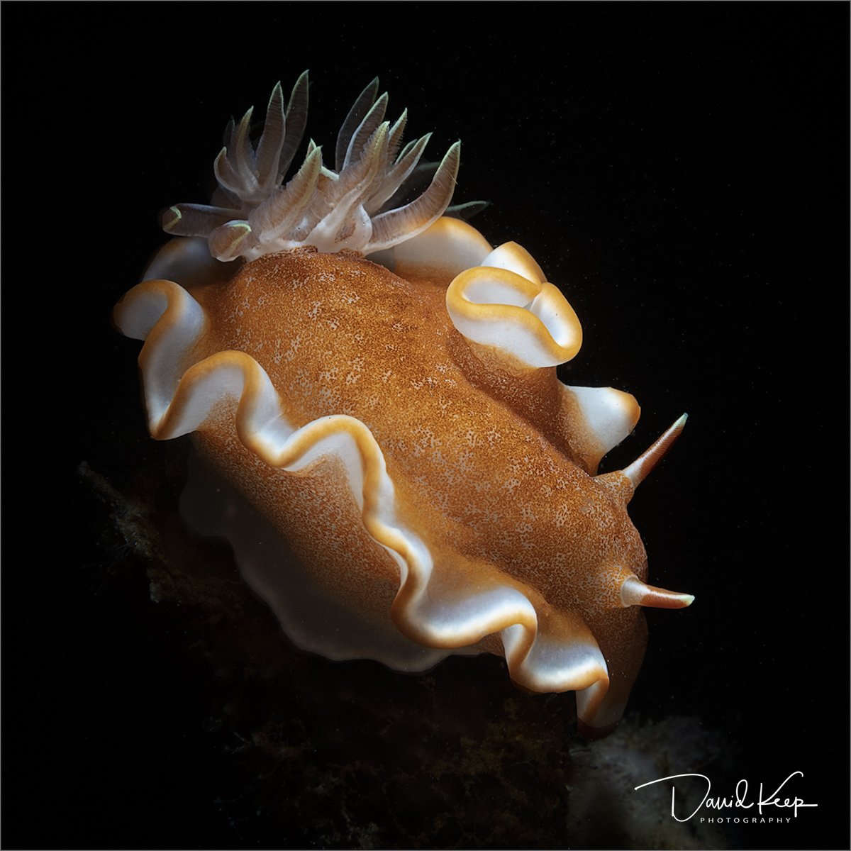 Caramel Nudibranch