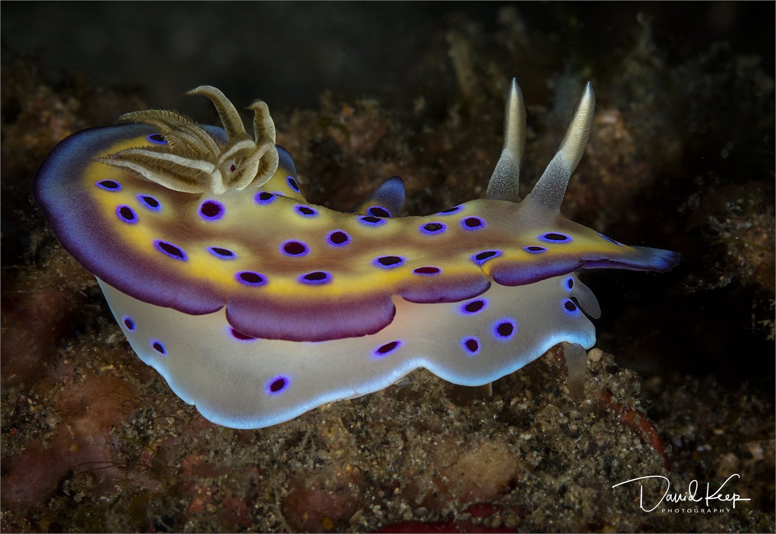 Kuni's Nudibranch