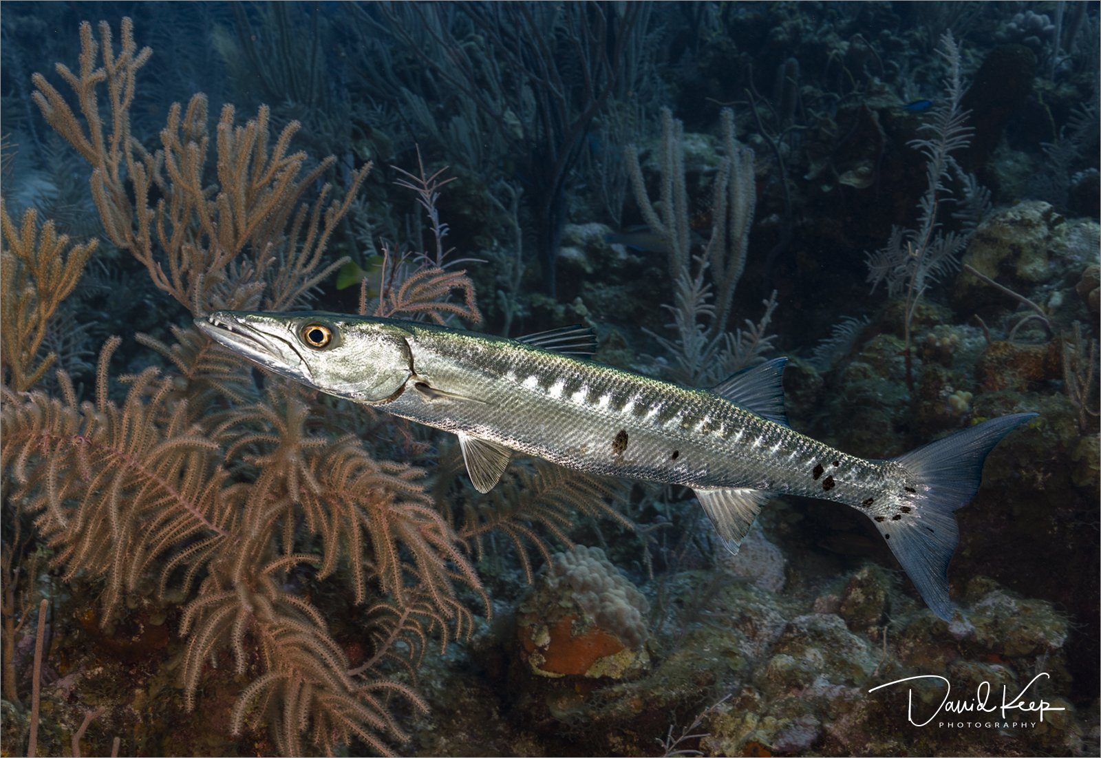 Barracuda