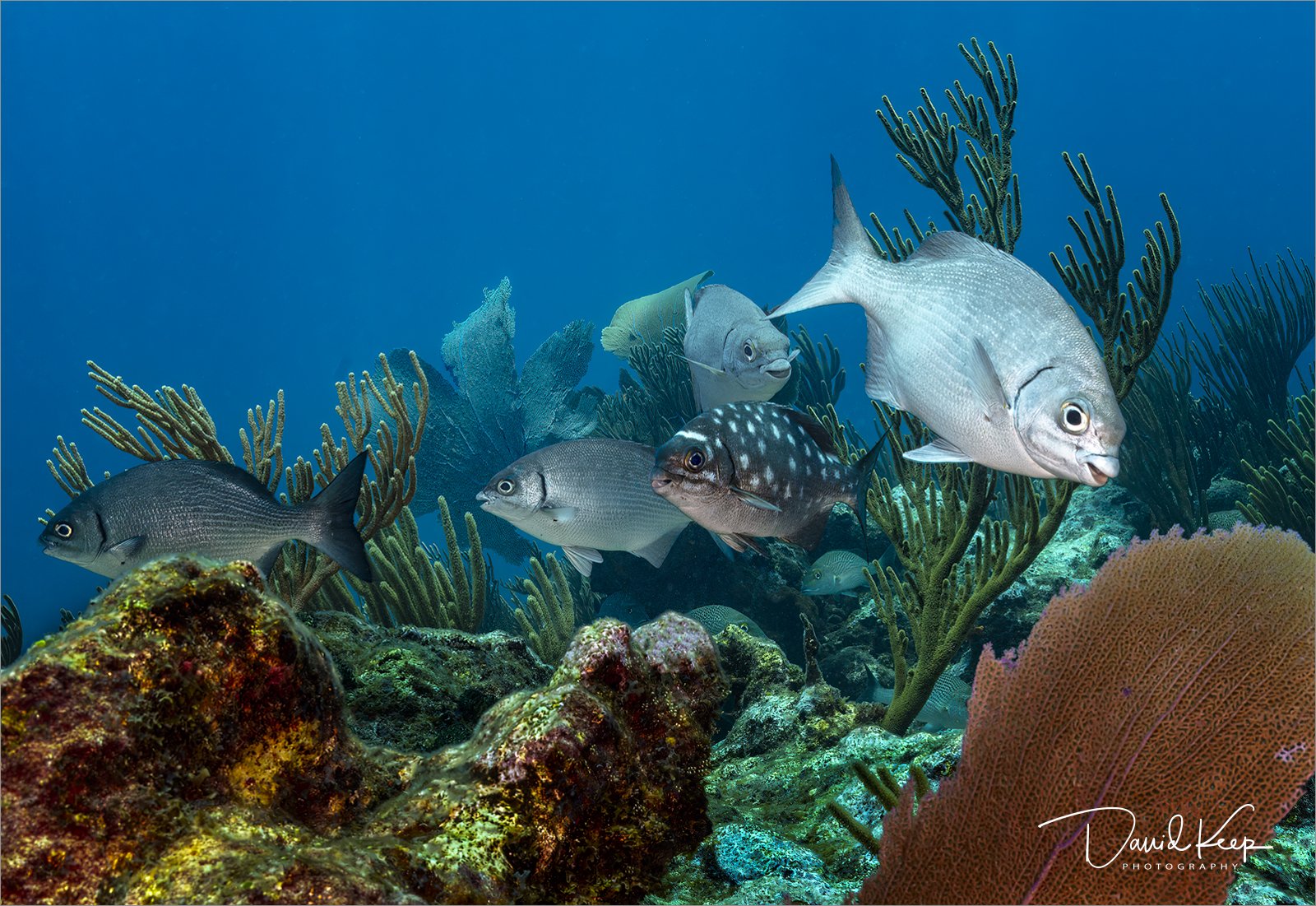 Bermuda Sea Chub