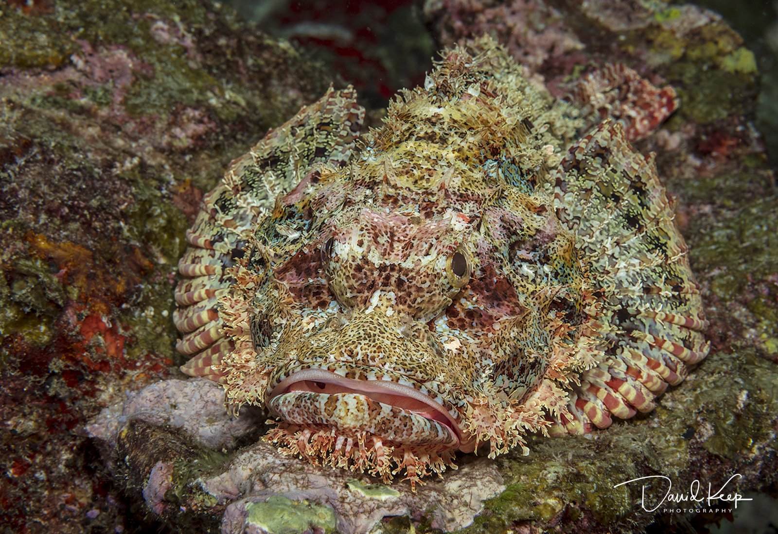 Scorpionfish