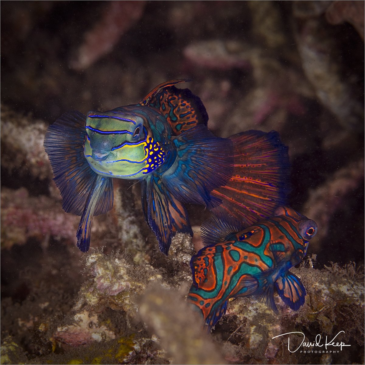 Mandarinfish